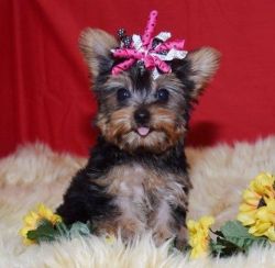 Lovely Yorkshire Terrier puppies for Sale
