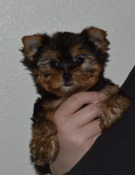 YORKSHIRE TERRIER Puppies Ready Now.