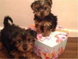 Super Adorable T-cup Yorkie Puppies ready for sale