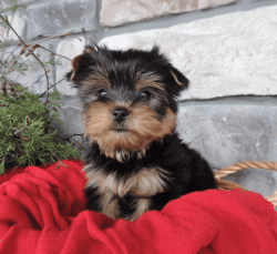 REDUCED akc tiny yorkies 2 males avaialable