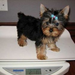 Yorkshire Terrier Puppies Available