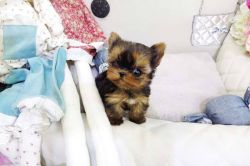 Now displaying Teacup Yorkie Puppies for Sale in USA, Good Prices.