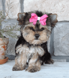 Teacup Size Parti-colored Yorkshire Terrier Puppies
