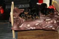 Stunning Yorkshire terrier Puppies for sale