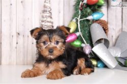Teacup Yorkie puppies ready to go..