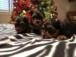 Super Cute Tiny Yorkie Puppies Available