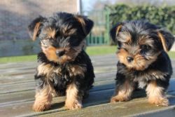 Amazing Yorkie Puppies Available