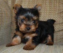 Beautiful Yorkie Puppies Ready To Go