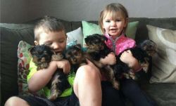 Tiny Yorkie Puppies For Adoption.