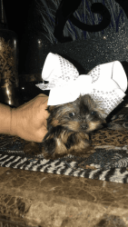 Extremely teeny tiny & compact pocket yorkie female ,4 months