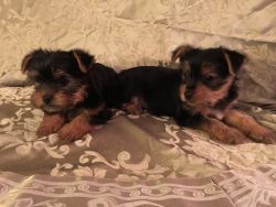 Yorkshire Terrier AKC Puppies