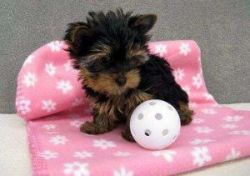 Miniature Yorkie puppies available
