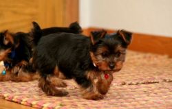Male/Female Yorkie Puppies