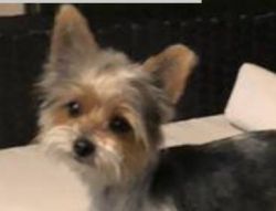 Yorkie Parti 6 mo. Male 4lb adult weight not nutered