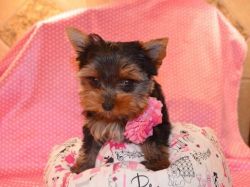 Affectionate Teacup Male and Female Yorkie puppis for Sale