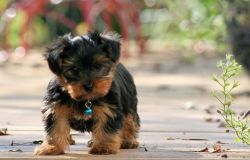 Beautiful Akc Yorkie Pups available.