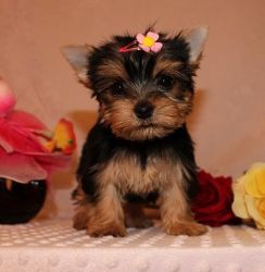 CUTE!! Yorkie Puppies Will steal Your Heart. LOOK!