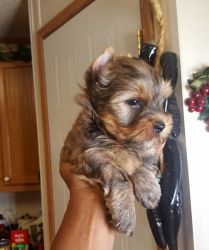 Ay GOLD MALE YORKIE