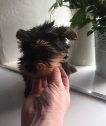 hgbv Yorkshire Terrier Puppies for sale