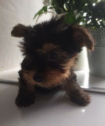 cbv Yorkshire Terrier Puppies for sale