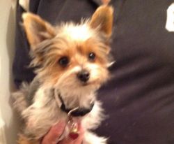 YORKIE TEACUP PARTI male 4 lb adult weight puppy