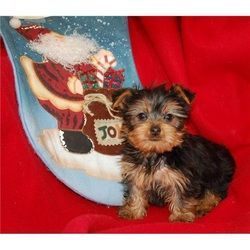Cute and lovely Yorkshire Terrier Puppies
