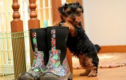 Playful Teacup Yorkie Puppies For Sale