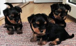 Exceptional Tea-Cup Yorkie Puppies for sale