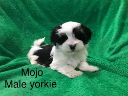 Adorable Yorkie Boy Mojo