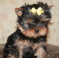 Healthy male and female teacup yorkies available available