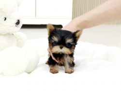 TCUP yorkie puppies ready to GO