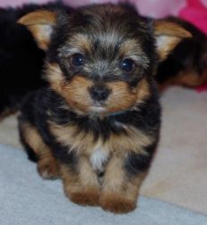 Home trained Yorkshire Terrier Puppies