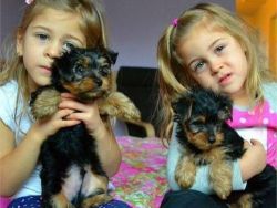 Pure-bred AKC registered Male & Female yorkies Puppies Available (97