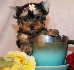 Cute Yorkie puppies For Sale
