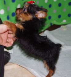 House trained Yorkshire Terrier puppies