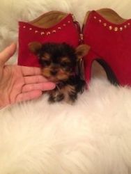 AKC Yorkie Puppy - 12 weeks old Male For Adoption