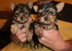 I have 2 Teacup Yorkie puppies