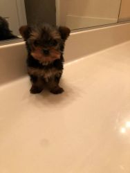 Affectionate and Affordable yorkie Puppies For Sale