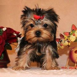 AKC Yorkie Puppies, health tested with excellent temperament.