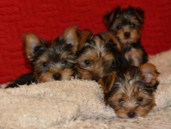 Beautiful Akc Yorkie available