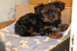 Yorkshire Terrier Ready for families