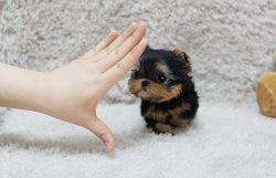 Two Teacup Yorkies Puppies Needs a New Family