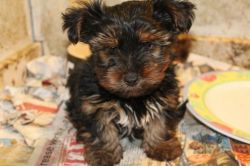 gorgeous babies look exactly like full blooded yorkies