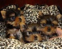 Yorkie puppies ready for their new home now at 13 weeks old and