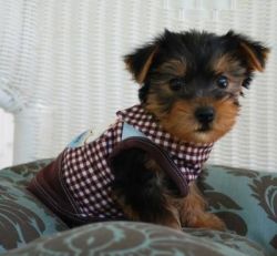 adorable yorkie puppies ready to fine their new home now
