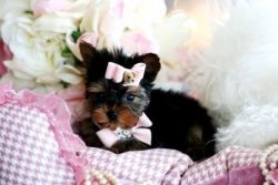 T-cup Yorkie Puppies for Adoption
