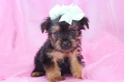 T-cup Yorkie!