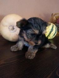 Male and Female Teacup Yorkieshire Terrier