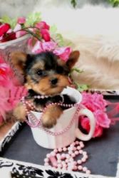 male and female teacup yorkie for sale