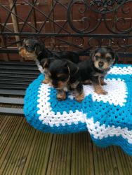 Yorkshire Terrier Puppies For Sale xxx xxx xxx8